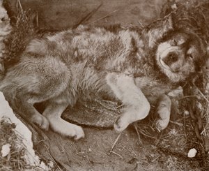 Stareek simuliert, um 1910-1913, 1913 von Herbert Ponting