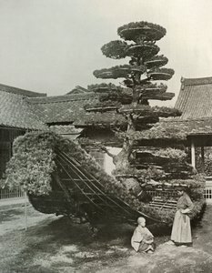 Die Kiefer-Junk am Kinkakuji, 1910