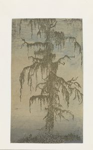Der moosige Baum