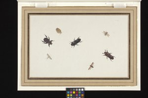 Studie von Käfern und Motten von Herman Henstenburgh