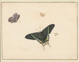 Drei Schmetterlinge und eine Wespe oder Fliege von Herman Henstenburgh