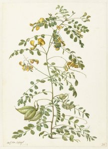 Blazenstruik und Pekanjers von Herman Saftleven