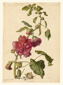 Eine Stockrose