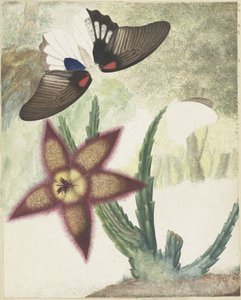 Zwei Schmetterlinge und eine fünfblättrige gelb-violette Blume von Hermanus de Wit