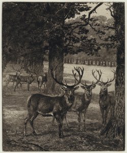 Hirsche im Windsor Park (Stich) von Heywood (after) Hardy