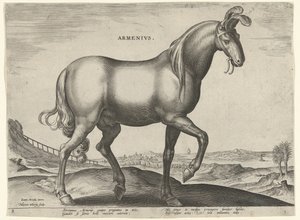 Pferd aus Armenien von Hieronymus Wierix