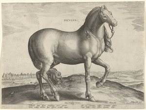 Pferd aus Sizilien von Hieronymus Wierix