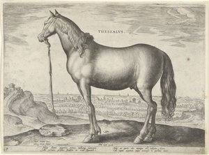 Pferd aus Thessalien von Hieronymus Wierix