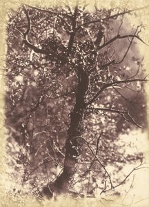 Efeubedeckter Baum in Colinton von Hill and Adamson