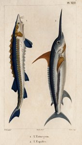 Stör und Schwertfisch. Fauna der Ärzte oder Geschichte der Tiere und ihrer Produkte von Hippolyte Cloquet - Band 6 - 1825.