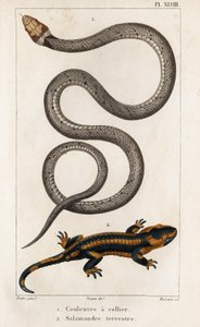 Die Halsbandnatter, Landsalamander. Fauna der Ärzte oder Geschichte der Tiere und ihrer Produkte von Hippolyte Cloquet - Band 6 - 1825.
