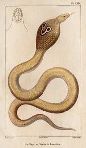 Die Naja oder Brillenschlange. Fauna der Ärzte oder Geschichte der Tiere und ihrer Produkte von Hippolyte Cloquet - Band 6 - 1825