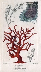 Der rote Koralle, seine Polypen, die Coralline officinale, ein grober Zweig. aus „Fauna der Docks oder Geschichte der Tiere und ihrer Produkte von Hippolyte Cloquet“ - Band 6 - 1825