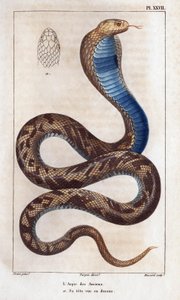 Der Aspik der Ältesten, sein Kopf von oben gesehen. Fauna des Mdecins ou histoire des animaux et de leurs produits par Hippolyte Cloquet - Band 6 - 1825.