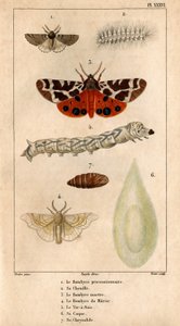Die Prozessionsspinnerraupe, die Marderraupe, die Maulbeerspinnerraupe, der Seidenwurm, seine Hülle, seine Puppe. in „Fauna der Ärzte oder Geschichte der Tiere und ihrer Produkte von Hippolyte Cloquet“