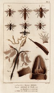 Verschiedene Bienen. aus „Fauna der Ärzte oder Geschichte der Tiere und ihrer Produkte von Hippolyte Cloquet“ - Band 6 - 1825