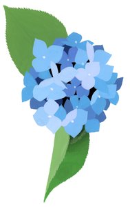 Hortensie