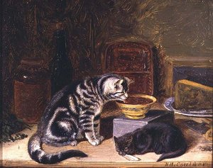 Zwei Katzen
