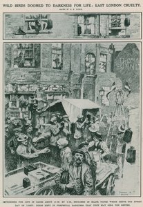 Wilde Vögel zum lebenslangen Dunkel verurteilt: Grausamkeit in Ost-London (Gravur) von Howard K. Elcock