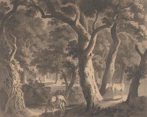 Wychwood Forest