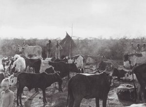 Afrika: Viehkraal am Ufer des Bahr el Zeraf von Hugo Adolf Bernatzik
