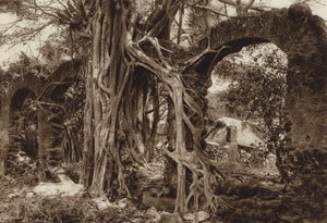 Mexiko: Arco de puente español con higuera, Antigua, Estado Vera Cruz von Hugo Brehme
