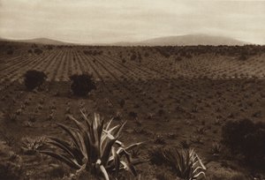 Mexiko: Agavenfeld in der Umgebung von Ometusco