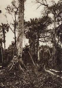 Mexiko: Tamasopo, Panorama des unberührten Waldes von Hugo Brehme