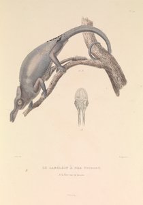 Der Gabelnasen-Chamäleon