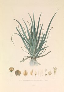 Die Busseuillie von Botany Bay