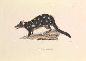 Der Waschbär-Dasyure von Hyacinthe Yves Philippe (1781 1846) Potentien