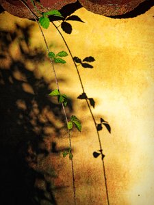 Goldene Wand Reben Schatten von Ida Publishing