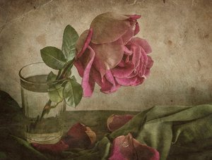 Verblühte Rose Stillleben von Igor Tokarev