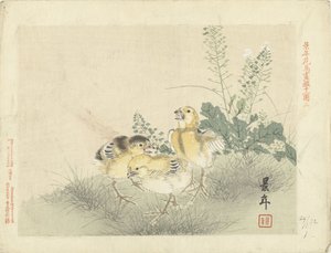 Drei Küken. Blumen- und Vogelskizzen von Keinen von Imao Keinen