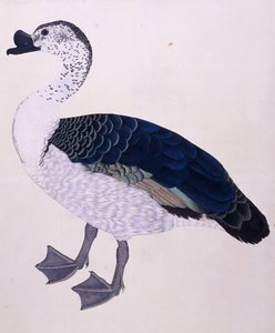 Ein Kamm-Ente, ca. 1800 von Indian School