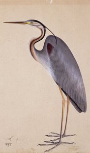 Ein Reiher, ca. 1820 von Indian School