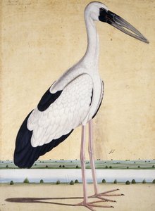 Ein Storch mit offenem Schnabel, um 1780 von Indian School