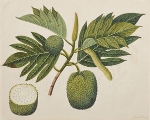 Brotfruchtblüte, Laub und Frucht, ca. 1820