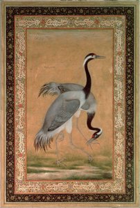 Kraniche von Mansur, Jahangir-Periode, Mughal von Indian School