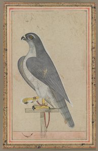 Falke, ca. 1770 von Indian School
