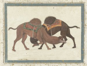 Kämpfende Kamele, ca. 1680-1700