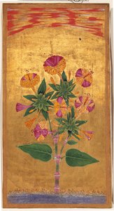 Vier Uhr oder Das Wunder von Peru (Mirabilis Jalapa), Mughal-Periode