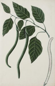 Früchte und Blätter einer der Bignoniaceae, 1785-89