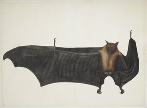 Große Indische Flughund, ca. 1777-82 von Indian School