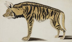Hyäne, nach 1794 von Indian School