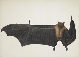 Indischer Flughund, auch bekannt als Großer Indischer Fruchtfledermaus von Indian School