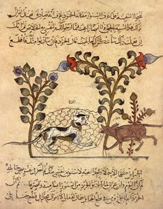Die Katze und die Ratte, arabische Miniatur aus "Kalila va dimna"
