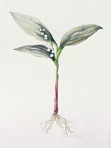 Maiglöckchen, 1995 von Iona Hordern