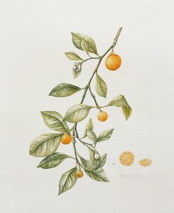Zierorange, 1995