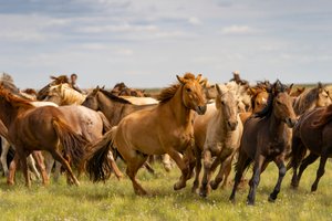 Eine Herde Pferde in der Wüste Gobi, Mongolei, 2018 (Foto)